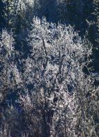 Frosted Willows - Photo Photography - By Ted Widen, Outdoor Scenes Photography Artist