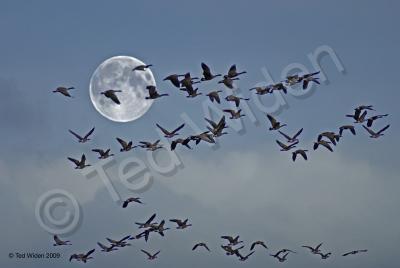 Wildlife - Geese In Flight - Photo