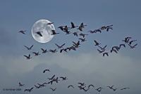 Wildlife - Geese In Flight - Photo