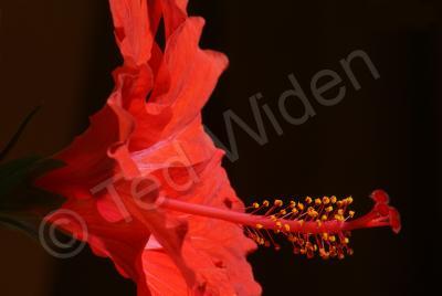 Artistic Photography - Hibiscus Close-Up - Photo