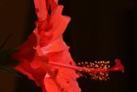 Hibiscus Close-Up - Photo Photography - By Ted Widen, Artistic Macro Photography Artist