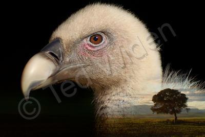 Wildlife - Land Of The Vulture - Photo