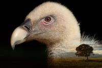 Wildlife - Land Of The Vulture - Photo