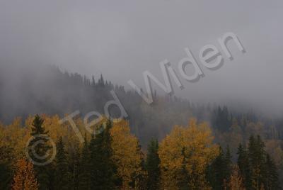 Bulkley Valley Scenes - Misty Autumn Hillside - Photo