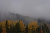Bulkley Valley Scenes - Misty Autumn Hillside - Photo