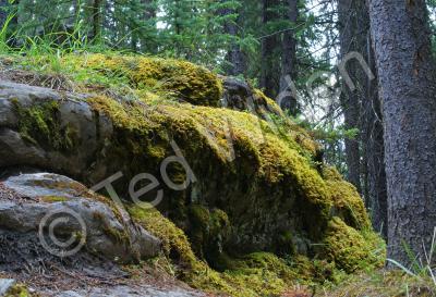 Outdoors In Canada - Mossy Outcrop - Photo