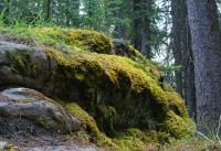 Outdoors In Canada - Mossy Outcrop - Photo