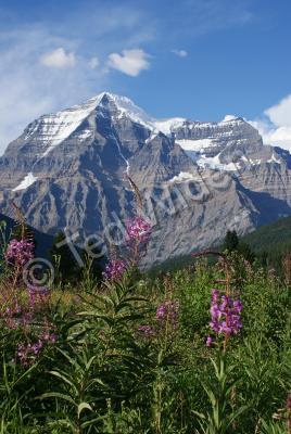 Outdoors In Canada - Mt Robson Fireweeds - Photo