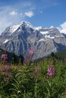 Mt Robson Fireweeds - Photo Photography - By Ted Widen, Landscape Photography Photography Artist
