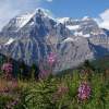 Mt Robson Fireweeds - Photo Photography - By Ted Widen, Landscape Photography Photography Artist