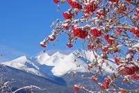 Bulkley Valley Scenes - Mountain Ash With Hudson Bay Mtn - Photo