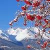 Mountain Ash With Hudson Bay Mtn - Photo Photography - By Ted Widen, Landscape Photography Photography Artist