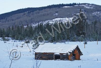 Bulkley Valley Scenes - Pioneer Cabin With Snow - Photo