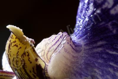 Artistic Photography - Purple Orchid Close-Up - Photo