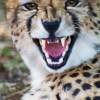 Cheetah With Attitude - Photo Photography - By Ted Widen, Wildlife Photography Photography Artist