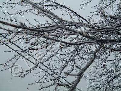 Scenic - Icy Branches - Digital