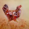 Struttin - Watercolor Paintings - By Kathryn Ragan, Realistic Contemporary Painting Artist