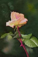 Peach Rose - Watercolor Paintings - By Kathryn Ragan, Realistic Contemporary Painting Artist