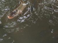 Koi Pond - Digital Photography - By Tamara Johnson, Digital Photography Photography Artist