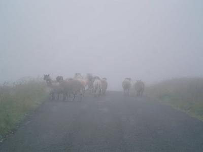 Realism - The Last Sheep In The Dales - Photography