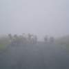 The Last Sheep In The Dales - Photography Photography - By Andy Davis, Realism Photography Artist