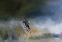 Barn Owl In Flight - Oil Paintings - By Andy Davis, Realism Painting Artist