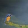 Kingfisher - Oil Paintings - By Andy Davis, Realism Painting Artist