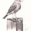 Bird On A Post - Pen Drawings - By Michael Cameron, Free Hand Drawing Artist
