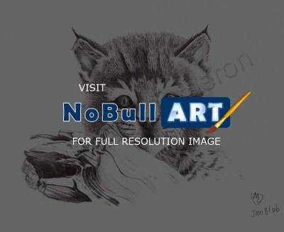 Animals - Baby Bobcat - Pen