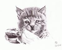 Baby Bobcat - Pen Drawings - By Michael Cameron, Free Hand Drawing Artist