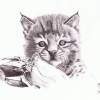 Baby Bobcat - Pen Drawings - By Michael Cameron, Free Hand Drawing Artist