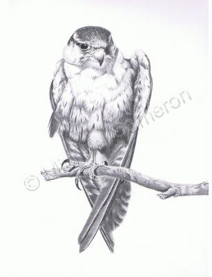 Animals - Bird Of Prey - Pencil