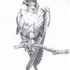 Bird Of Prey - Pencil Drawings - By Michael Cameron, Free Hand Drawing Artist