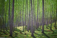 Forest Landscape Trees - Foerst In Sichuan China - Oil