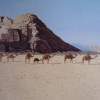 Camels In Wadi Rum Jordan - Acrylic On Canvas Paintings - By Qiufen Wei - Marmo, Realism Painting Artist
