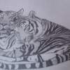 Bengal Tigers - Pencil Drawings - By Shweta Gwalani, Sketching Drawing Artist