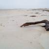 By The Ocean - Digital Photography Photography - By Carolyn Aquaro, Coastal Collection Photography Artist