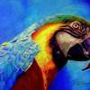 Macaw - Prismacolor Pencils Drawings - By Prashanth B, Realism Drawing Artist