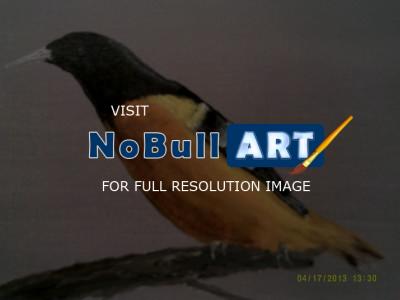 Animal Art - Baltimore Oriol - Acrylic