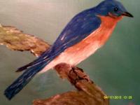 Eastern Blue Bird - Acrylic Paintings - By Sam Mcilwain, Realism Painting Artist