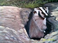 Badger On A Break - Acrylic Paintings - By Sam Mcilwain, Realism Painting Artist