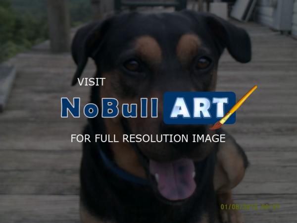 Animal Art - My Dog   Taco - Photograpy