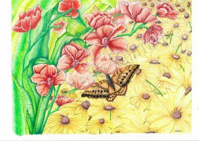 Nature - Butterfly 001 - Colored Pencil