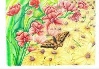 Butterfly 001 - Colored Pencil Drawings - By Michelle B Killman, Pencil Drawing Artist