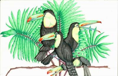 Nature - Tucan - Colored Pencil