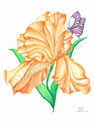 Nature - Iris - Colored Pencil