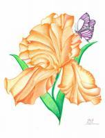 Iris - Colored Pencil Drawings - By Michelle B Killman, Pencil Drawing Artist