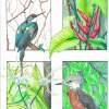 Birds 001 - Colored Pencil Drawings - By Michelle B Killman, Pencil Drawing Artist
