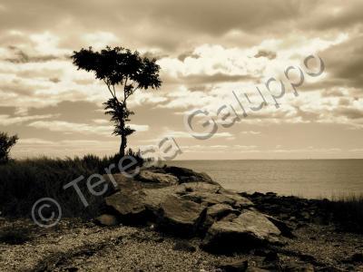 Photography - Sepia Tree - Photography