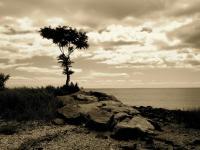 Photography - Sepia Tree - Photography